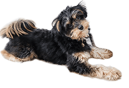 pet